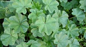 Image result for Malva