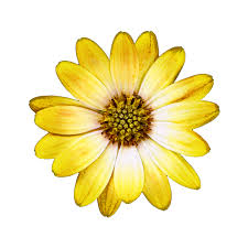 In der warmen jahreszeit blüht der gartenbereich farbenprächtig und das produktangebot an sommerblumen ist beträchtlich. Blute Bornholm Margerite Gelb Kostenloses Bild Auf Pixabay