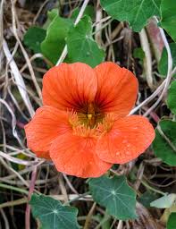 Image result for Tropaeolaceae