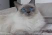 Balinese cat - Wikipedia
