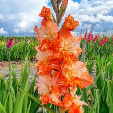 Image result for Gladiolus rubellus
