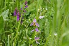 Wildflower Walks