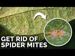 Image result for spider mites cucumber plants