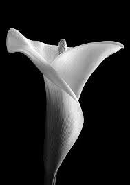 Black And White Pictures Of Lily Flowers Pin By Tiffany Terry On Flowers Black And White Drawing Black And White Flowers Black And White Pictures