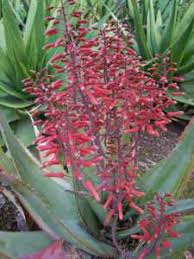 Image result for Aloe buchananii