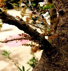 Image result for Phyllanthus udoricola