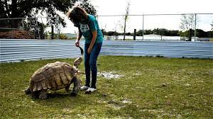 Babies under 1 year old should have less than 1g of salt a day. Feeding Jamie Aka J Normous The Sulcata Tortoise Cactus Youtube