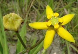 Image result for Stathmostelma fornicatum