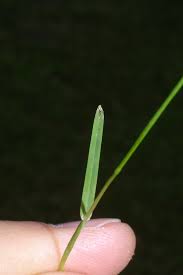 Image result for Poa