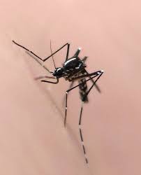 How big a concern is west nile virus this year? Pela Primeira Vez Virus Do Nilo Ocidental E Detectado Em Minas Gerais