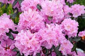 Midnight Ruby Rhododendron Monrovia Plants Rhododendron Plants