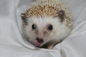 Pin En Animals