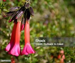 Image result for Cantua