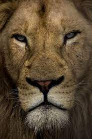 Lion Majestic Animals Lions Animals