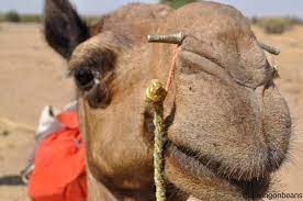 Most beautiful camel poems ever written. Camel Nose Pegs To Use Or Not To Use The Most Controversial Topic