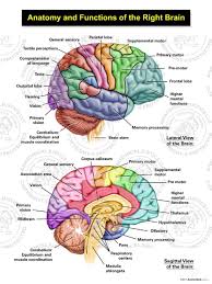 It doesn't take as long as you think, but i'm here to encourage you along the way. Diagram Human Brain Anatomy Diagram Full Version Hd Quality Anatomy Diagram Diagramland Itfpontederadevitalia It