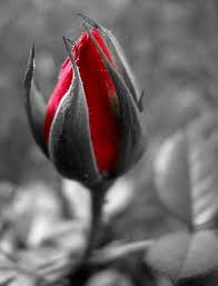Black And White Vs Color Photography Pin By Thangarasu Vs On Black And Colourful Images Color Splash Red Color Splash Photography Color Splash