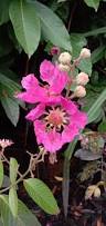 Image result for Lagerstroemia speciosa