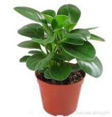 ببروميا Plants Best Office Plants Lucky Bamboo Plants
