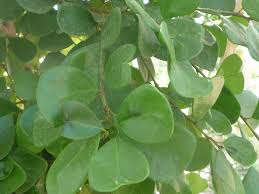 Image result for Ficus natalensis