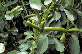 We started a patch of english lavender and ashwaghanda this year. Grow Broad Beans With Children Rhs Gardening