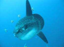 By matt juul · 12/10/2015, 11:23 a.m. Baby Mola Youtube