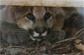 Florida panthers are born with spots and blue eyes. Panther Cub Florida Wildlife Draw To State Park Luxury Travel Review