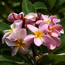 Pin On Flowers