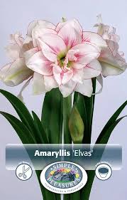 Image result for Hippeastrum