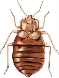Adults bed bugs, nymphs and eggs can survive sustained hot and cold bed bugs feed when people are sleeping or dozing off in couch and usually when it is dark. Why You Should Use A Bedbug Experts Vs General Pest Control Mantis Pest Solutions