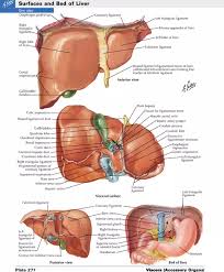 what organs are on the right side of your back quora