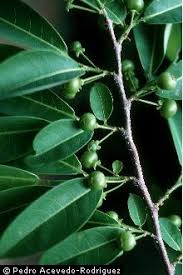 Image result for Margaritaria