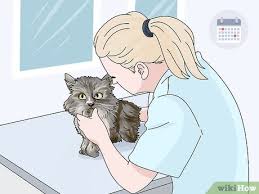 Whether benign (harmless) or malignant (cancer), a tumor is detected most of the time by feeling a lump under the skin. 3 Ways To Diagnose And Treat Benign Tumors In Cats Wikihow Pet