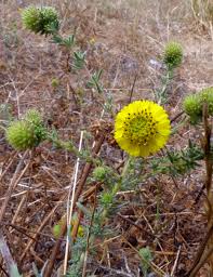 Image result for Stolzia heiligenthalii