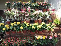 Pune nursery visit + succulent plant arrangement it short article and pics flower and garden nurseries near me posted by darra at april, 19 2019. Nursery Plants Nursery Plants Near Me Nursery Plants Online