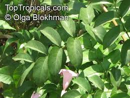 Image result for Podranea brycei