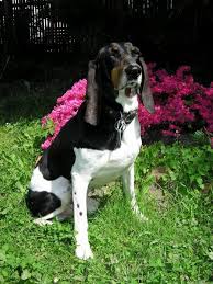 Image result for bernský honič