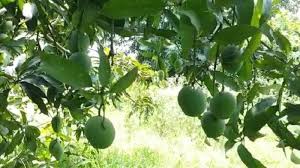 A mango is an edible stone fruit produced by the tropical tree mangifera indica which is believed to have originated from the region between northwestern myanmar, bangladesh, and northeastern india. P6whcx6syithwm
