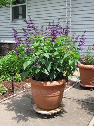 You can easily trim to keep the shape or size where you want it, and it will branch out and become even thicker and more full of flowers. Salvia Purple Bloom In The Salvias Database Garden Org