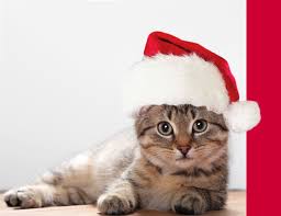 Christmas card sayings wishes for 2019 shutterfly. Put A Santa Hat On Your Cat Photo To Make A Christmas Card By Jamesoneill Fiverr