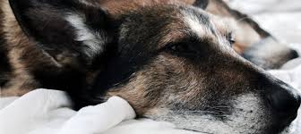 What are the symptoms of liver cancer? Liver Disease In Dogs And Its Symptoms Medrego Expert Canine Advice