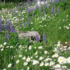We did not find results for: All Perennial Wildflower Seed Mix Wildflower Seeds Perennials Urban Garden