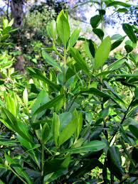 Image result for Myrsine