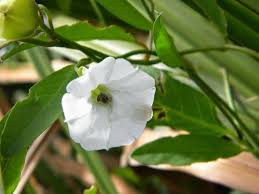 Image result for Aniseia martinicensis