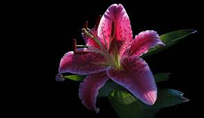Decorators and home designers can make good use of these. Stargazer Flower Meaning Symbolism And Colors