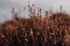 Check spelling or type a new query. Tonart Bpm Der Wiedergabeliste The Lost Words Spell Songs Von Elly Lucas Musicstax