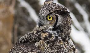 Owl Id Guide I Owl Research Institute