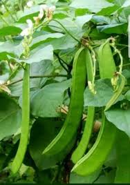 Image result for Canavalia ensiformis