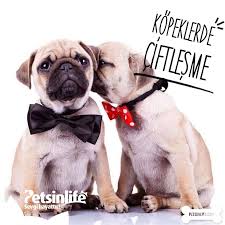 Petsinlife Kopeklerde Ciftlesme Iyi Bir Damizlik Secimi Yapildiktan Sonra Uymamiz Gereken En Oneli Kural Kopeklerin Kesinlikle Kendi Irkindan Olan Kopeklerle Ciftlestirmek Gerekmektedir Aksi Halde Dogan Yavrulardan Yeterli Verim Alinmayabilir