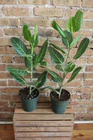 Image result for Ficus conraui